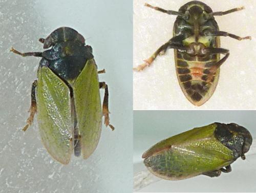 Tettigometra laeta